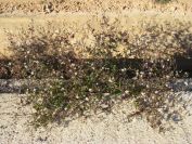 2008-12-25-018-Unknown