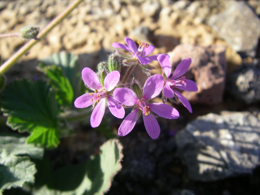 2008-12-25-021-Geranium