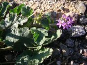 2008-12-25-022-Geranium
