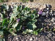 2008-12-25-023-Geranium