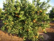 2008-12-25-029-Cheerful-Oranges