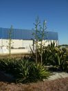 2008-12-21-004-Agave-Americana