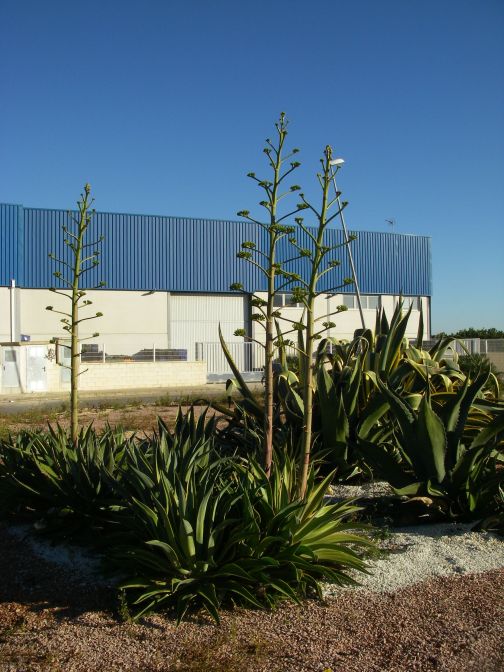 2008-12-21-004-Agave-Americana