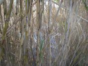 2008-12-21-008-Bamboo-and-Pond