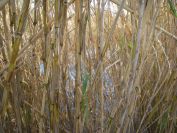2008-12-21-009-Bamboo-and-Pond