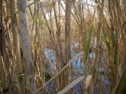 2008-12-21-010-Bamboo-and-Pond