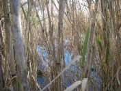 2008-12-21-011-Bamboo-and-Pond