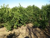 2008-12-21-012-Orange-Orchard