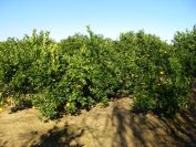 2008-12-21-013-Orange-Orchard