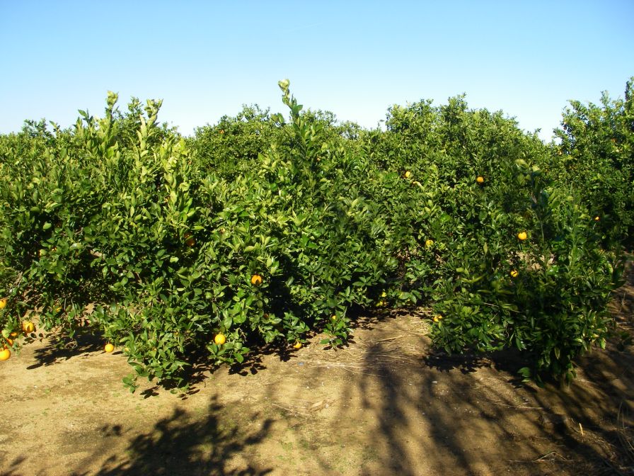 2008-12-21-013-Orange-Orchard