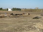 2008-12-21-015-Cattle