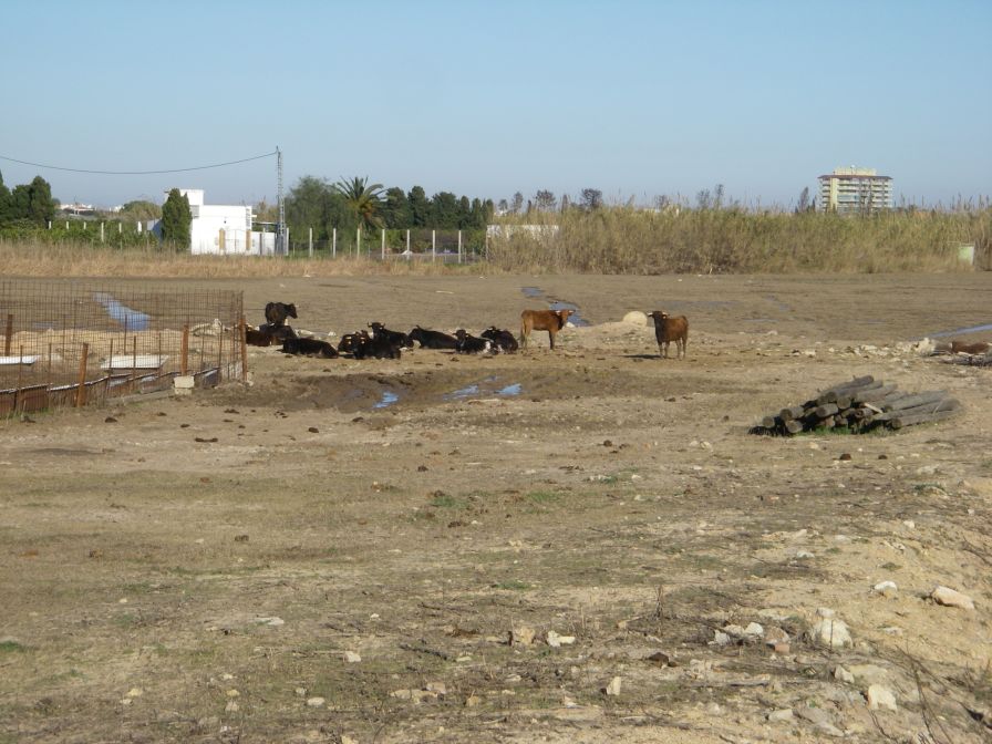 2008-12-21-015-Cattle