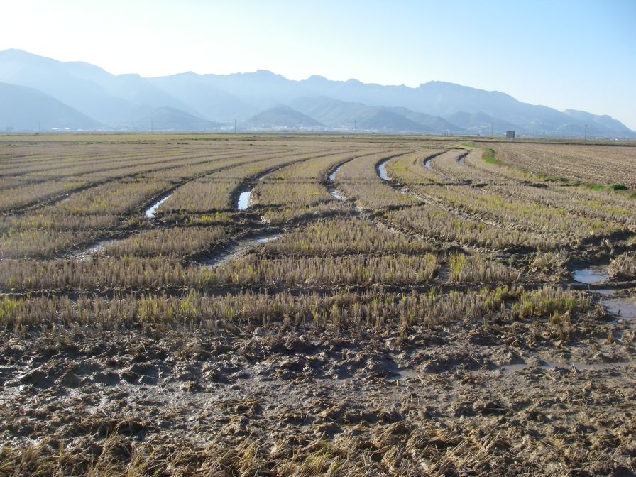 2008-12-21-016-Rice-Paddies