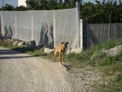 2008-12-21-018-Young-Dog