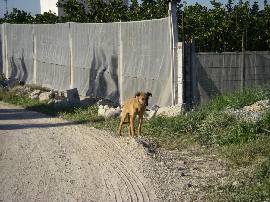 2008-12-21-018-Young-Dog