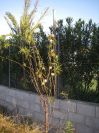 2008-12-22-004-Gomphocarpus-Fruticosa
