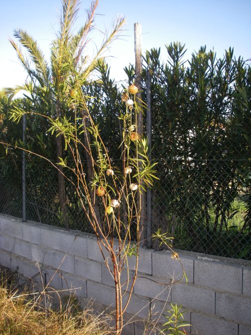 2008-12-22-004-Gomphocarpus-Fruticosa