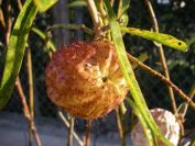 2008-12-22-006-Gomphocarpus-Fruticosa