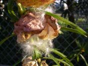2008-12-22-007-Gomphocarpus-Fruticosa