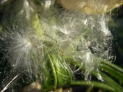 2008-12-22-008-Gomphocarpus-Fruticosa