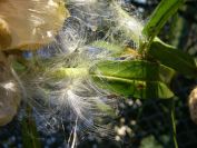 2008-12-22-009-Gomphocarpus-Fruticosa