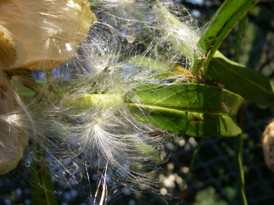 2008-12-22-009-Gomphocarpus-Fruticosa