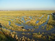 2008-12-22-014-Rice-Paddy