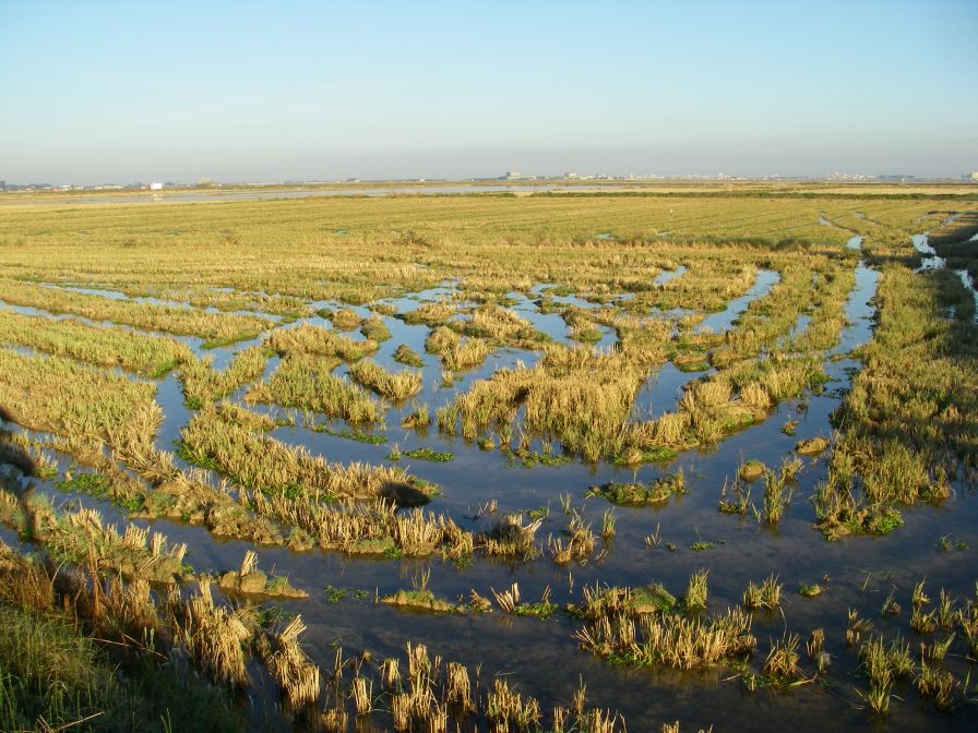 2008-12-22-014-Rice-Paddy