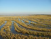 2008-12-22-015-Rice-Paddy