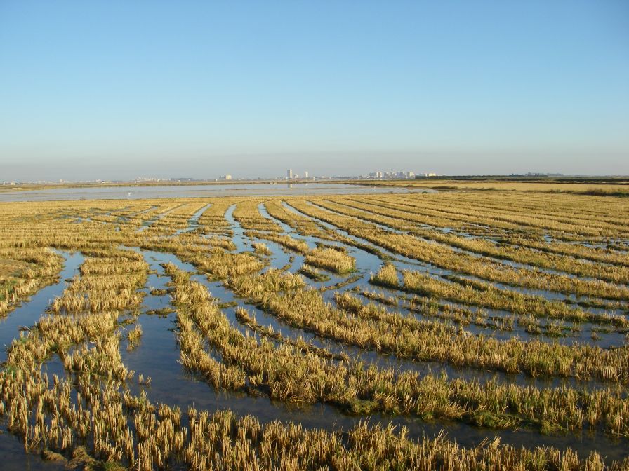 2008-12-22-015-Rice-Paddy