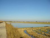 2008-12-22-016-Rice-Paddy