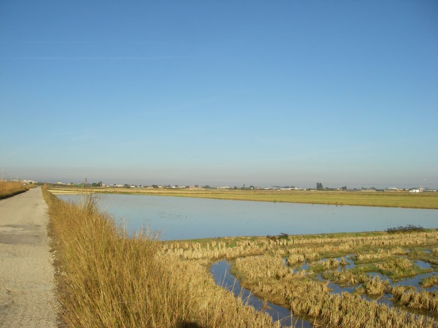 2008-12-22-016-Rice-Paddy