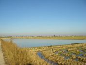 2008-12-22-017-Rice-Paddy