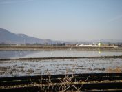 2008-12-22-018-Rice-Paddy