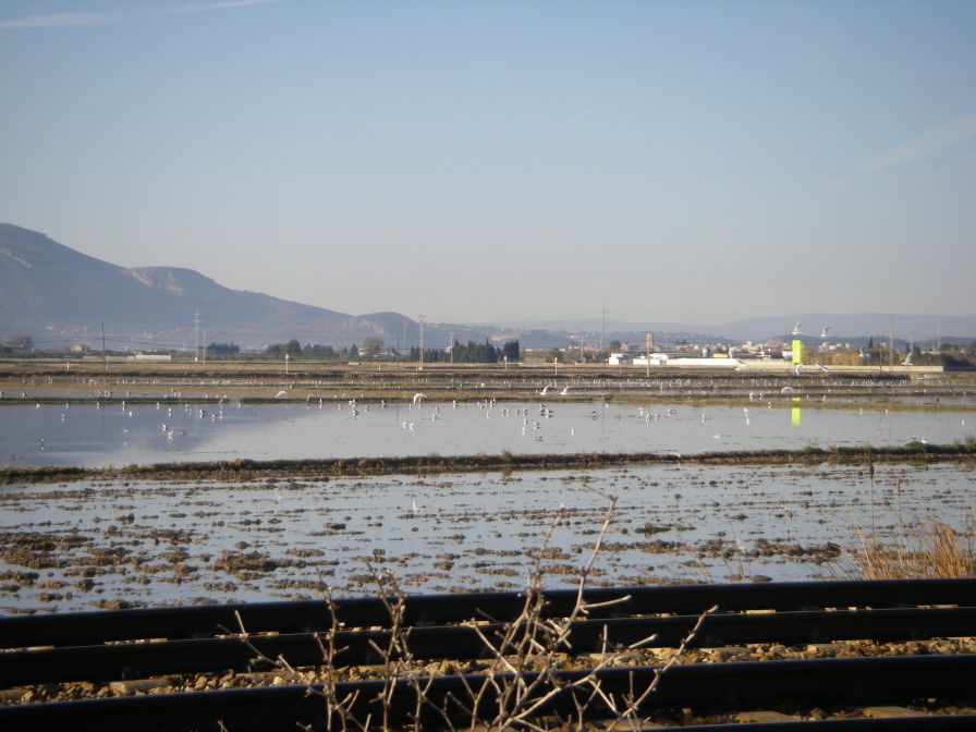 2008-12-22-018-Rice-Paddy