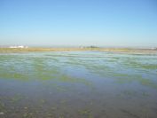 2008-12-22-024-Rice-Paddies