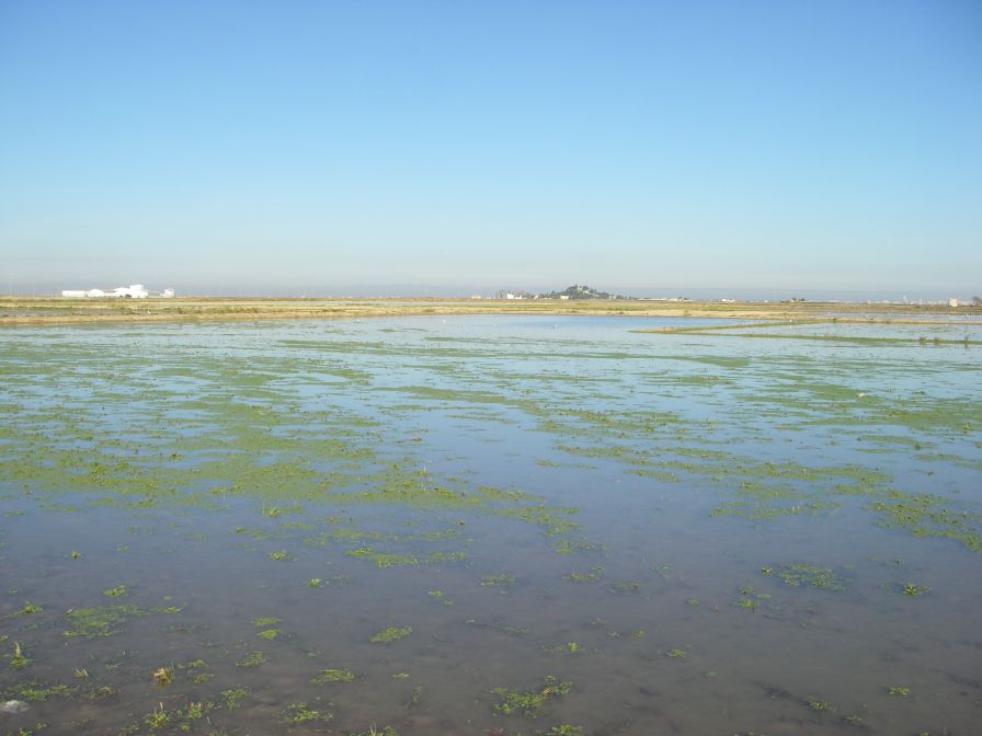 2008-12-22-024-Rice-Paddies