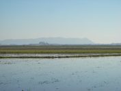 2008-12-22-031-Rice-Paddies