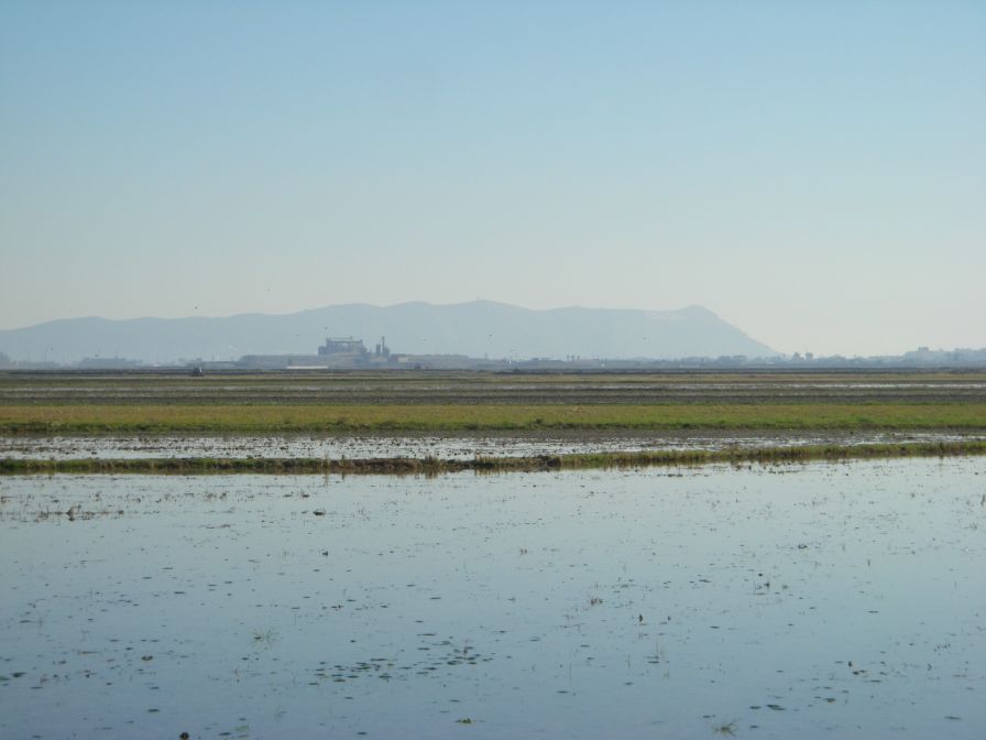 2008-12-22-031-Rice-Paddies