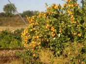 2008-12-23-004-Cheerful-Satsumas
