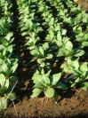 2008-12-23-011-Unknown-Crop