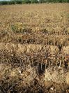 2008-12-23-012-Vine-Nursery