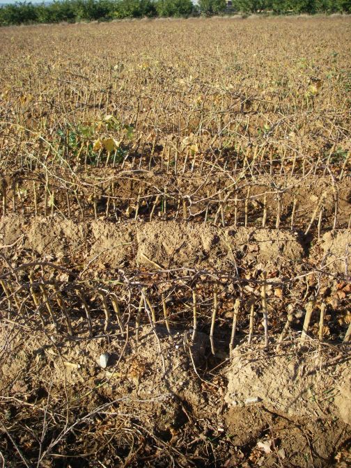 2008-12-23-012-Vine-Nursery