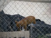 2008-12-24-002-Dog-and-Bone
