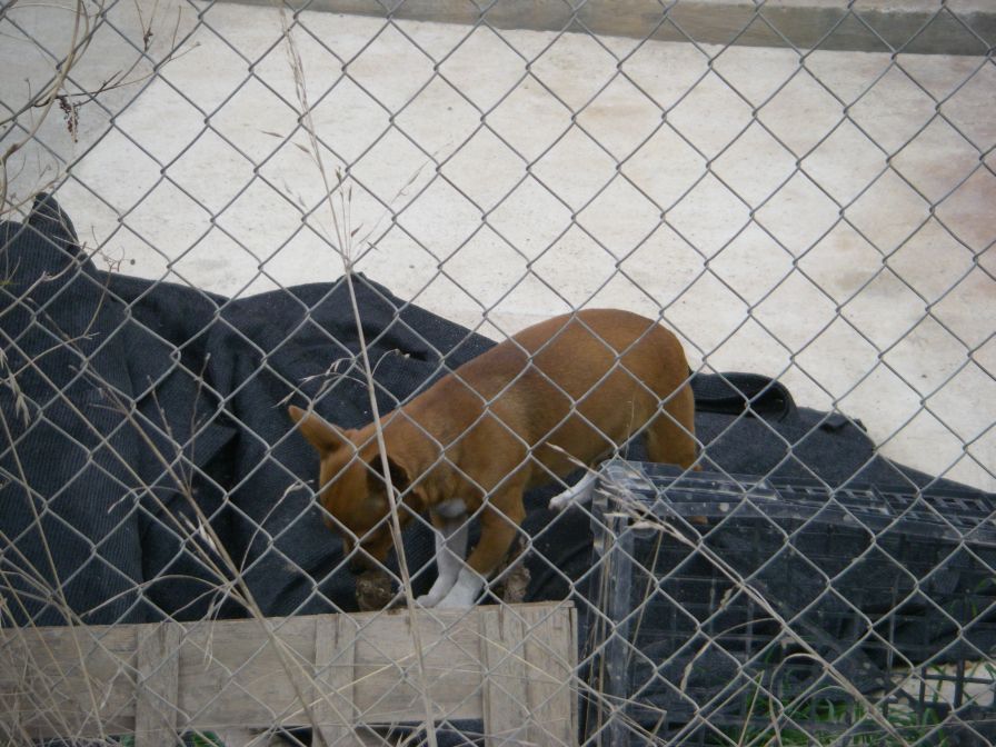 2008-12-24-002-Dog-and-Bone
