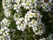 2009-01-01-020-Alyssum