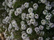 2009-01-01-021-Alyssum