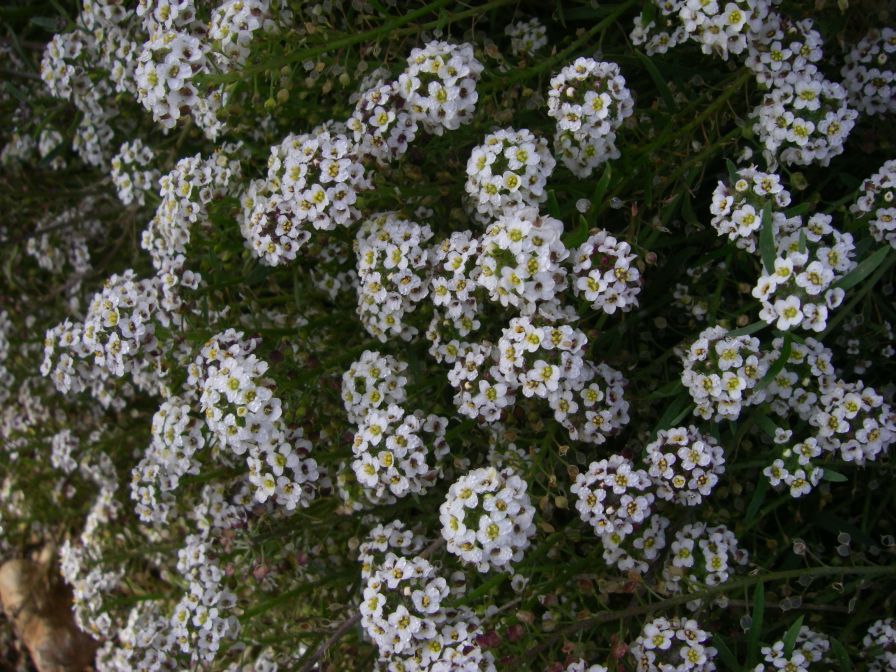 2009-01-01-021-Alyssum