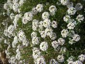 2009-01-01-022-Alyssum