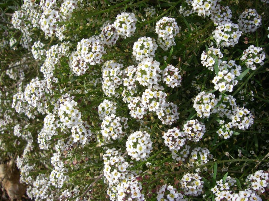 2009-01-01-022-Alyssum